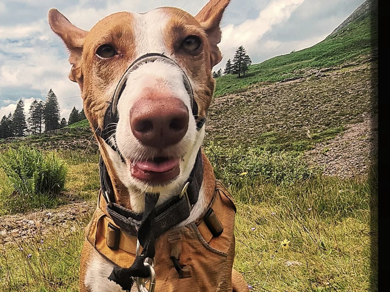 mina-the-podenco-dog-trainer-in-inverness-rewarding-dogs