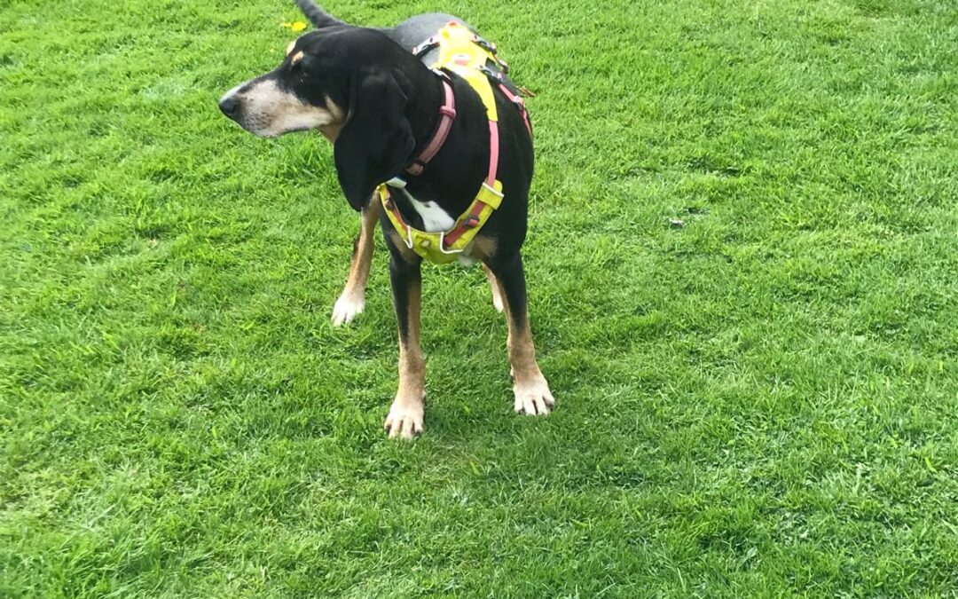 Indie-rescue hound from Cyprus