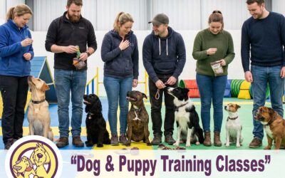 Dog and Puppy Training Classes