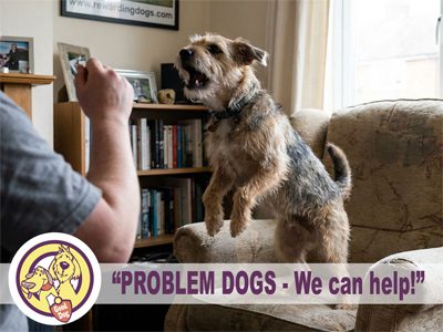 A small brown and grey dog jumps excitedly near a person holding up a treat in a living room. Text reads: “PROBLEM DOGS - Rewarding Dogs Inverness can help!” with a logo of two cartoon dogs in a circle.