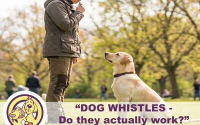 Dog Whistles – Do They Actually Work?