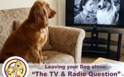 Should you leave the TV or radio on when you pop out?