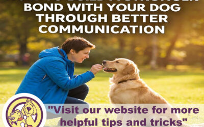 How to Build a Stronger Bond With Your Dog Through Better Communication